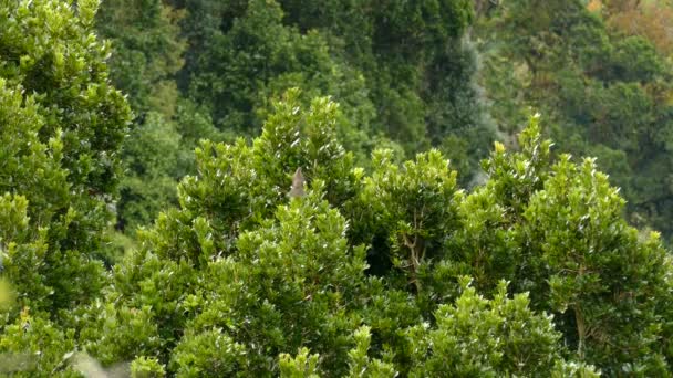 Szary Ptak Tętniącym Życiem Zielonym Wierzchołku Drzewa Rozgląda Się Pozuje — Wideo stockowe