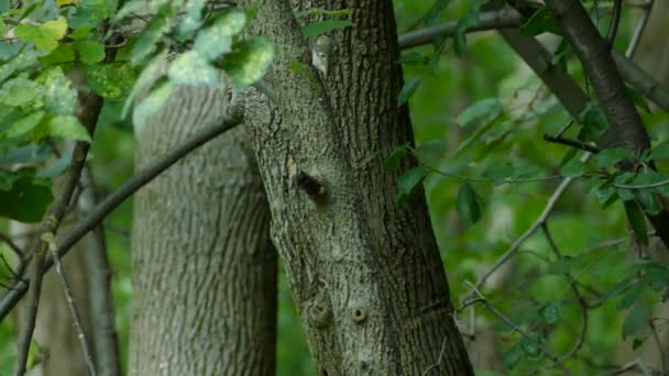 Ptaki Tropikalne Wspinają Się Korzenia Drzewa Liście Kołyszące Się Wietrzny — Wideo stockowe