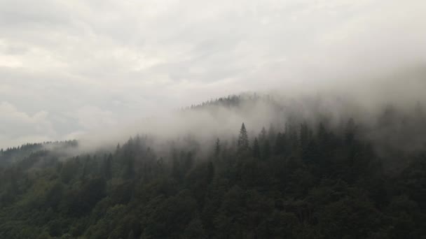 Árboles Cubiertos Hermosa Capa Niebla Dando Una Sensación Magia — Vídeo de stock