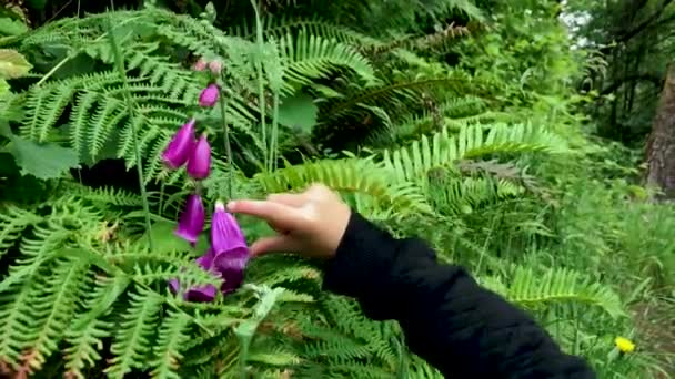 Purple Foxglove Surrounded Ferns Fondled Small Child Hand — Stockvideo