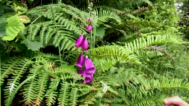 Purple Foxglove Surrounded Ferns — Wideo stockowe