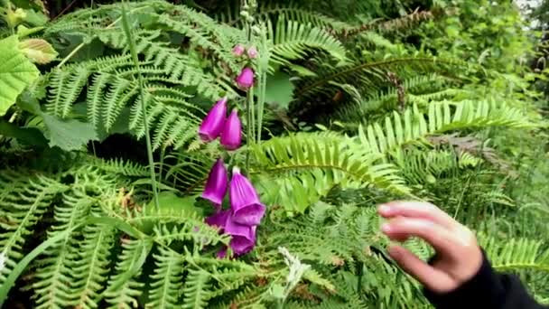 Purple Foxglove Surrounded Ferns Fondled Small Child Hand — Stockvideo
