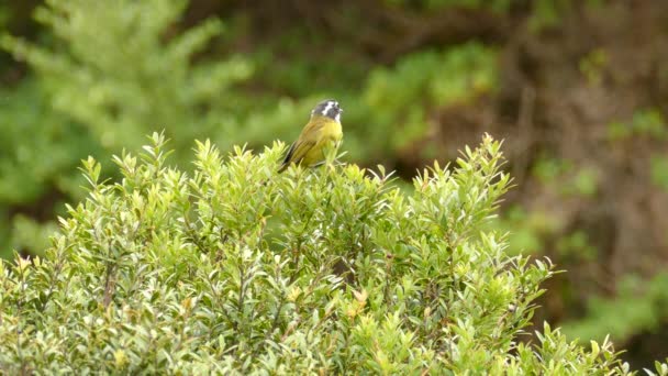 Ziemlich Kleiner Gelber Vogel Sitzt Einer Baumkrone Und Schaut Sich — Stockvideo