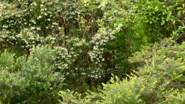 Small Bird Flying Bushes Looking Food Cloudy Day Forest Costa — Stock Video