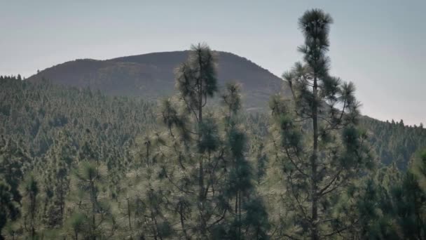 Сценічний Гірський Краєвид Вершину Далекій Перспективі Величезний Ліс Соснових Дерев — стокове відео