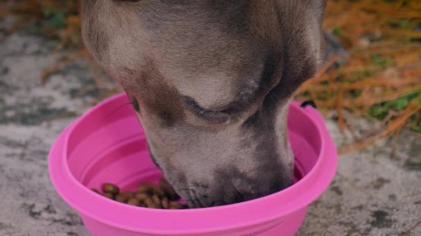 Close Zicht Het Gezicht Van Schattige Bruine Hond Eten Van — Stockvideo