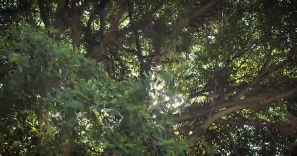 Entdecken Sie Teneriffa Bei Einem Waldspaziergang Mit Blick Auf Die — Stockvideo