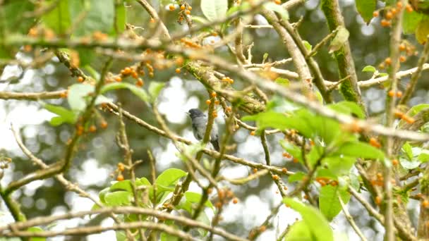 黄色の果実を枝に垂らした愛らしい小さな鳥 — ストック動画