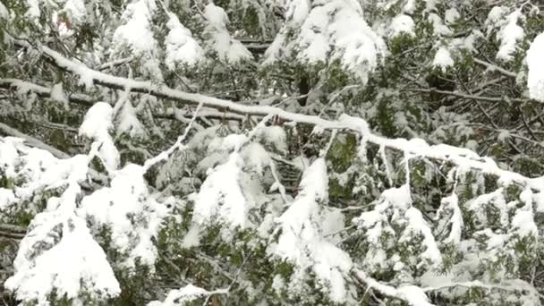 Schneebedeckte Kiefernzweige Und Blätter Schneefall Osten Kanadas Winter Nahaufnahme Schieberegler — Stockvideo