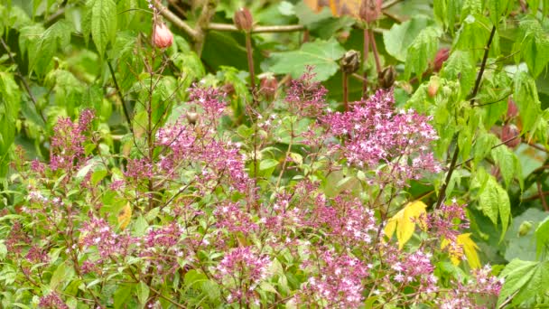 Schattige Kleine Vogel Neergestreken Tak Met Roze Bloemen Statisch Schot — Stockvideo