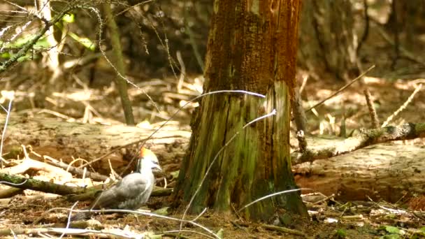 Pájaro Carpintero Escuchando Tronco Del Árbol Tratando Encontrar Gusanos Dentro — Vídeo de stock