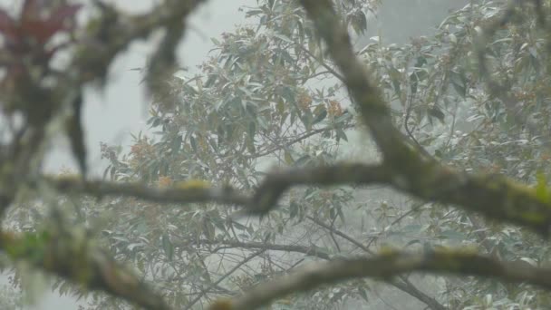 Mały Ptaszek Skacze Gałęziach Drzew Okrytych Mgłą — Wideo stockowe