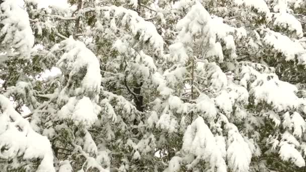 Kar Yağmaya Devam Ederken Çam Ağaçlarının Yeşil Iğnelerini Kaplayan Kalın — Stok video