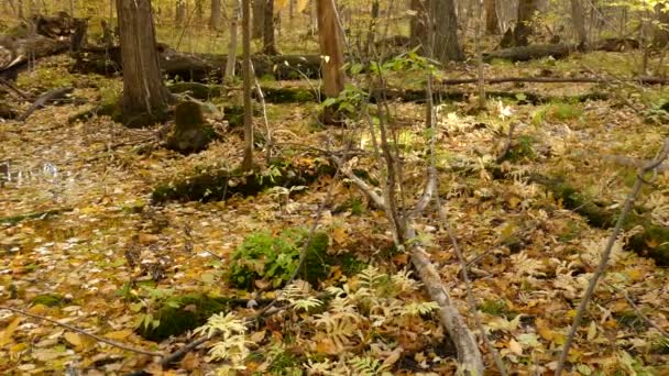 Teren Forestier Acoperit Frunze Nuanță Galbenă Portocalie Sfârșitul Toamnei Canada — Videoclip de stoc