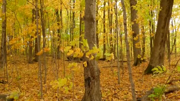 Squirrel Climbing Tree Yellow Foliage Autumn Forest Tilt Shot — Stock Video
