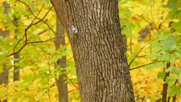 Maleńki Energiczny Ptak Wspinający Się Pniu Drzewa Poszukiwaniu Pożywienia Jesień — Wideo stockowe