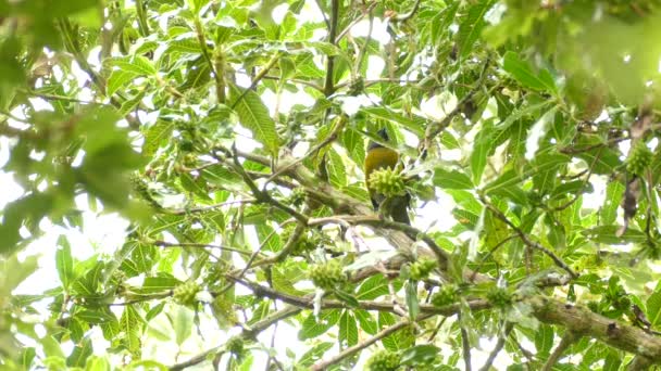 Pequeño Pájaro Con Pecho Verde Camufla Entre Hojas Árbol — Vídeos de Stock