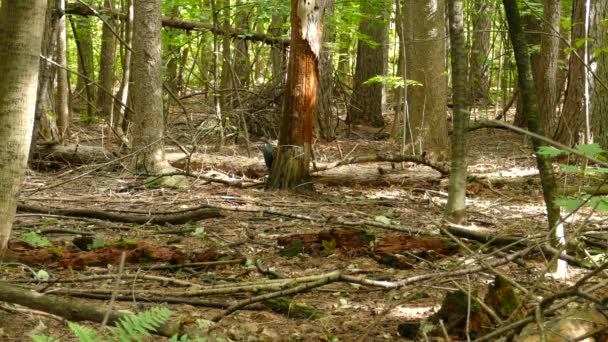 Pileated Specht Hamert Weg Bodem Van Een Oude Boomstam Zoek — Stockvideo