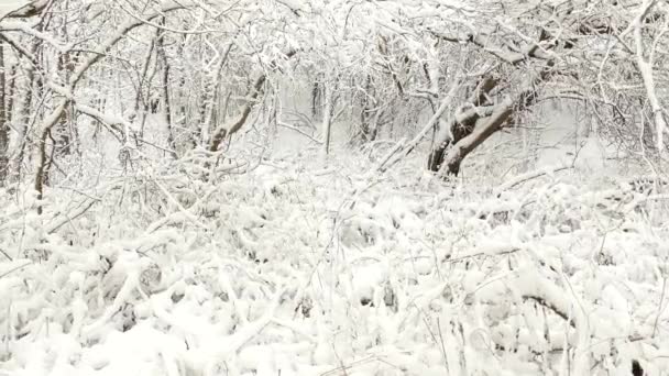 Wspaniały Zimowy Snowfall Wschodniej Kanadzie Mountain Forest Suwak Lewo Szeroki — Wideo stockowe