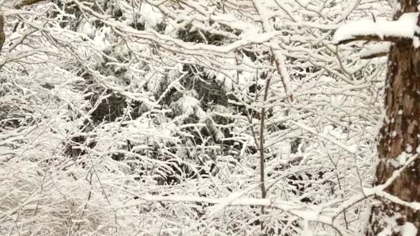 Première Neige Saison Couvrant Les Arbres Les Buissons Dans Fourré — Video