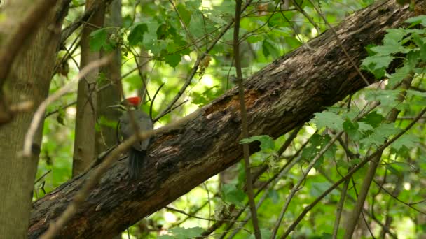 Pileated Woodpecker Stravování Pecking Food Branches Tree Forest Eastern Canada — Stock video