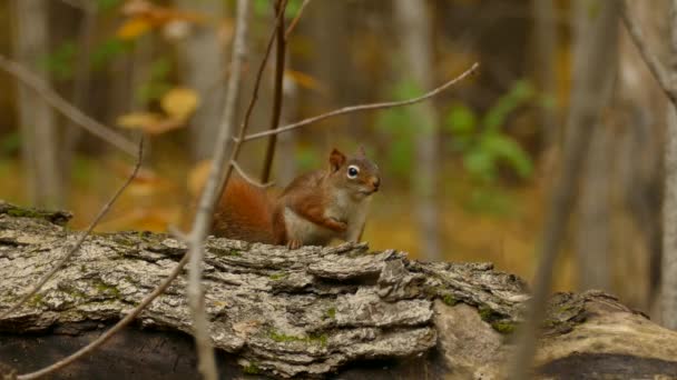 Röd Ekorre Ensam Skogen Hösten Sciurus Vulgaris Östra Kanada Selektivt — Stockvideo