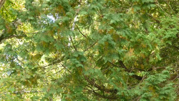 Крошечная Птичка Прыгает Ветки Ветку Внутри Огромного Листового Дерева Время — стоковое видео