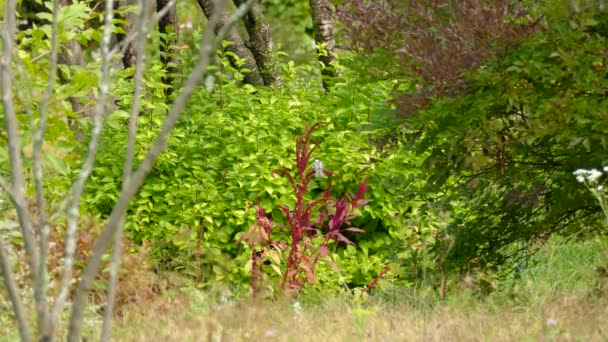 Lindo Pajarito Volando Para Aterrizar Planta Roja Para Encontrar Comida — Vídeos de Stock