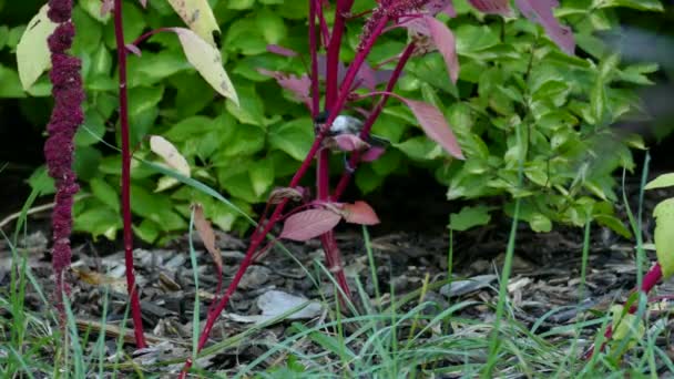 Black Capped Chickadee Saltando Entre Stilks Vermelhos Espinhosos Plantas Selvagens — Vídeo de Stock