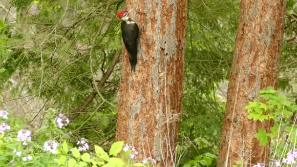 Increíble Rojo Con Pájaro Carpintero Negro Mirando Alrededor Una Corteza — Vídeo de stock