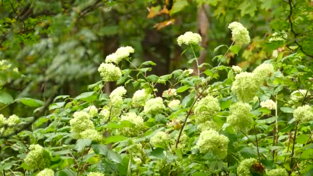 Tiny Little Bird Fluttering Stems Flowery Plant Lush Green Forest — Vídeo de Stock