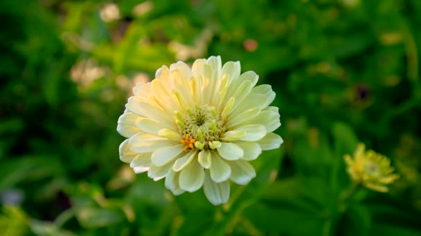 Polar White Zinnia Surrounded Lush Green Garden — Vídeo de Stock