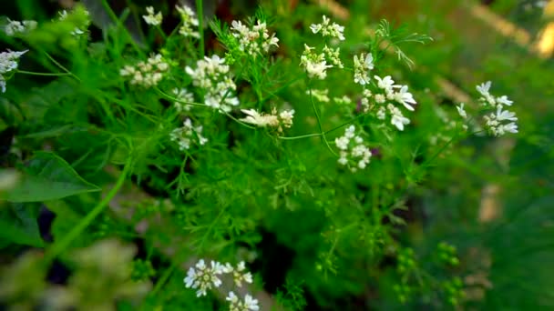 Banliyö Bahçesinde Çiçek Açan Cilantro — Stok video