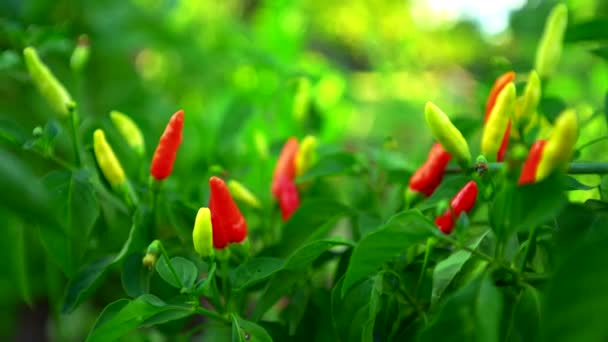 Tabasco Pepper Chili Pepper Standing Upwards — Stock Video