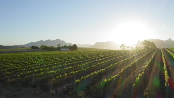 Zielone Winnice Wschód Słońca Promienie Słońca Słońce Światło Latające Szybko — Wideo stockowe