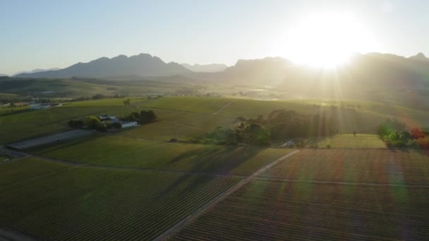 Matahari Terbit Dengan Sinar Matahari Atas Ladang Anggur Udara Stellenbosch — Stok Video