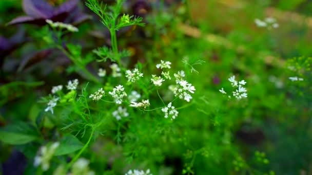 Cilantro Going Seed Creating White Flowers — Stockvideo