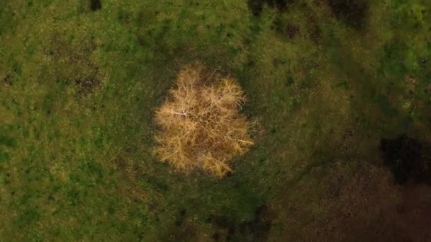 Όμορφη Moody English Countryside Drone Πυροβόλησε Σπειροειδώς Ένα Δέντρο Χειμώνα — Αρχείο Βίντεο