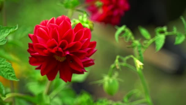Red Dahlia Swaying Wind Luscious Garden Background — ストック動画