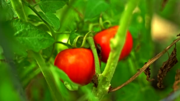 Saftige Fleischtomaten Reifen Weinstock — Stockvideo