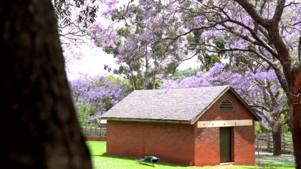 Paon Dans Enceinte Zoo Avec Des Arbres Violets Panoramique Plan — Video