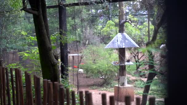 Aviaire Dans Zoo Panoramique Lent Droite Gauche — Video