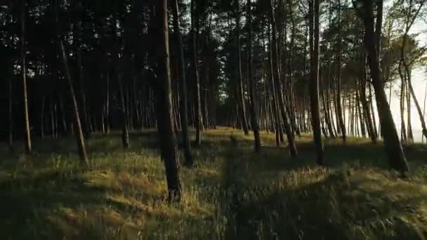 Vom Sonnenlicht Beleuchtetes Unterholz Drohnenperspektive Rückwärts Geschossen — Stockvideo