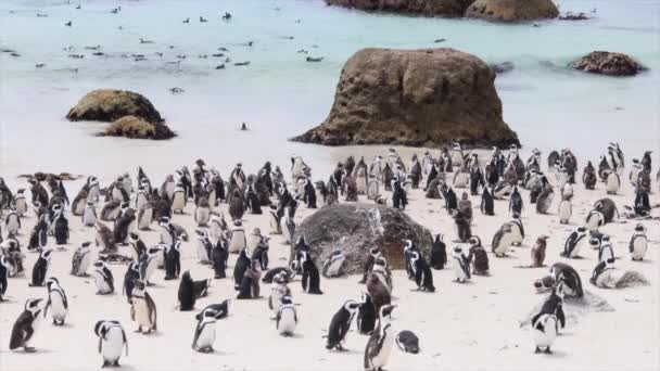 Crowded Boulders Beach False Bay Kapstadt Heimat Afrikanischer Pinguine — Stockvideo