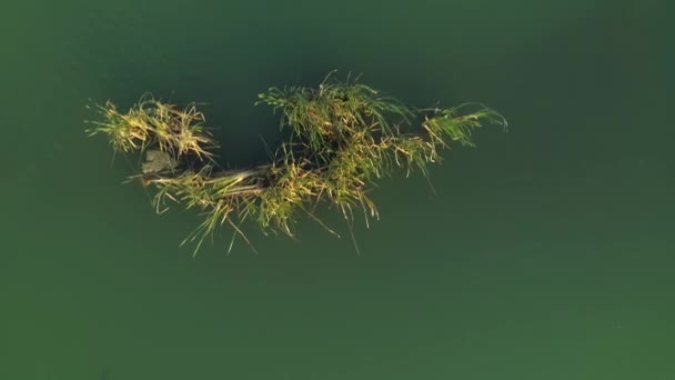水の表面と植生の上に空中トップダウン ポーランド フライドマン — ストック動画