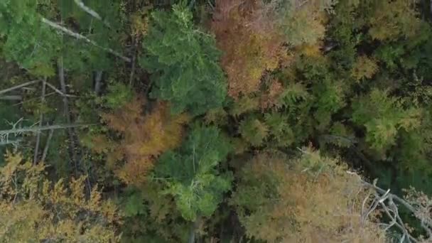 Luftaufnahme Über Wipfeln Von Nadelbäumen Umgestürzte Bäume Hintergrund Von Oben — Stockvideo