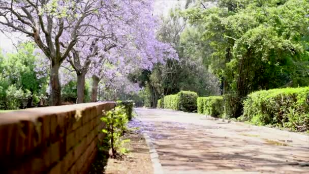 Purple Flowering Trees Walkway Urban Park Jacaranda Tree Low Shot — Vídeo de Stock