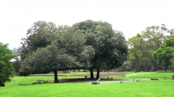 Χώρος Στάθμευσης Στο Ζωολογικό Κήπο Δέντρα Panning Πυροβόλησε Αριστερά Προς — Αρχείο Βίντεο