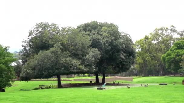 Espace Stationnement Dans Zoo Avec Des Arbres Panoramique Gauche Droite — Video