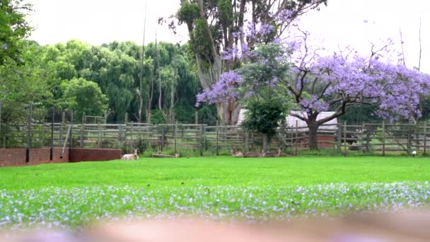 Antelope Trouvait Dans Enceinte Zoo Plan Panoramique Lent Gauche Droite — Video